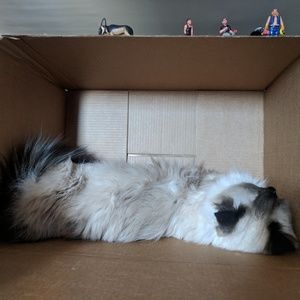 Meet your Posher, Steve